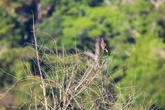 Patagioenas speciosa