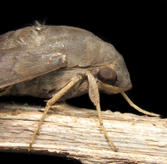Pachylia syces