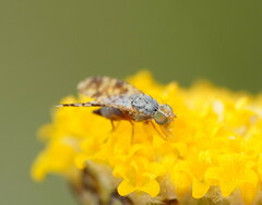 Austrotephritis poenia