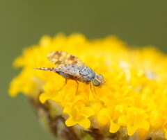 Austrotephritis poenia