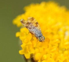 Austrotephritis poenia