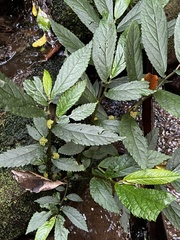 Elatostema reticulatum