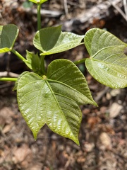 Vernicia fordii