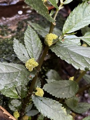 Elatostema reticulatum