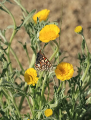 Euphydryas chalcedona corralensis