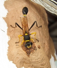 Sceliphron fistularium