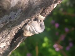 Auricularia nigricans