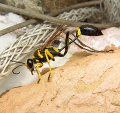 Sceliphron fistularium