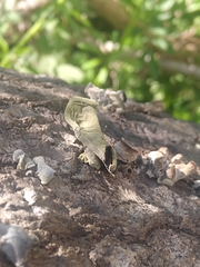 Auricularia nigricans