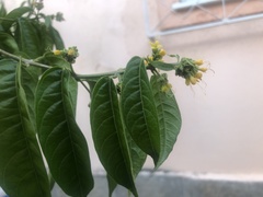 Angiospermae