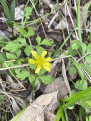 Ranunculus hispidus