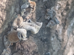 Auricularia nigricans