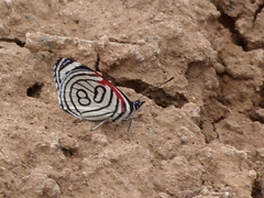Diaethria candrena