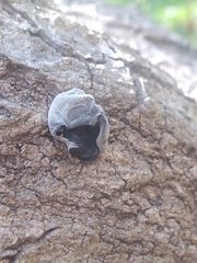 Auricularia nigricans
