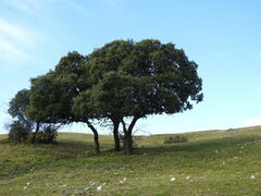 Quercus rotundifolia