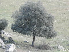 Quercus rotundifolia