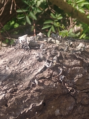 Auricularia nigricans