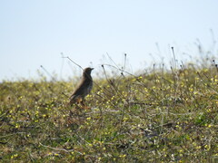 Turdus philomelos