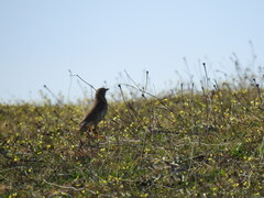Turdus philomelos