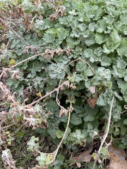 Marrubium