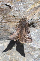 Erynnis icelus