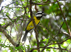 Falcunculus frontatus