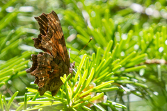 Polygonia faunus