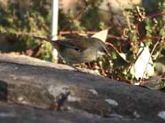 Sericornis frontalis frontalis