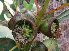 Eucalyptus preissiana