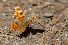 Polygonia faunus