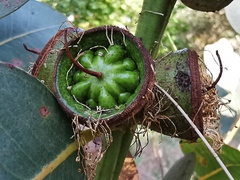 Eucalyptus preissiana