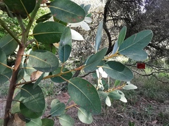 Eucalyptus preissiana