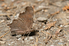 Polygonia faunus