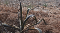 Agave americana