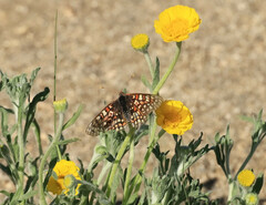 Euphydryas chalcedona corralensis