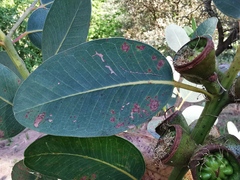 Eucalyptus preissiana