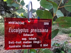 Eucalyptus preissiana