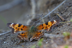 Polygonia faunus