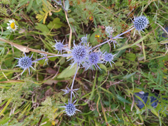 Eryngium planum