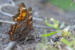 Polygonia faunus