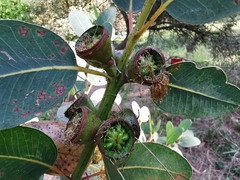 Eucalyptus preissiana