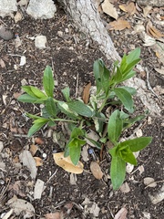Ditaxis humilis
