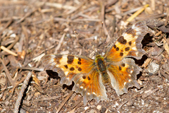 Polygonia faunus