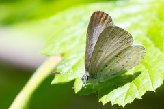 Celastrina echo