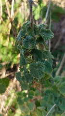 Pseudodictamnus hirsutus