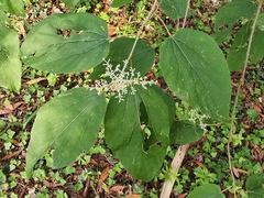 Poliothyrsis sinensis