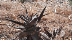 Agave salmiana