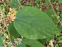 Poliothyrsis sinensis