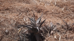 Agave salmiana