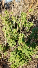 Pseudodictamnus hirsutus